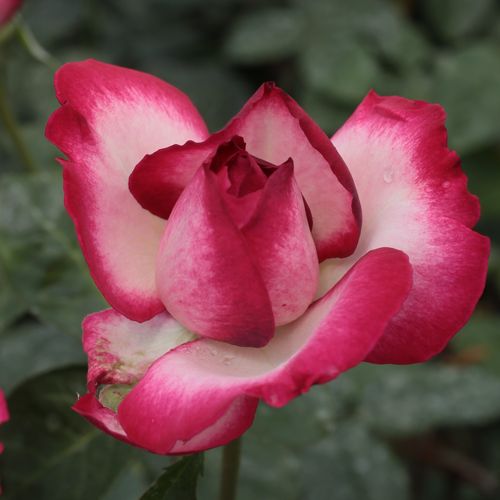 Rosa  Atlas™ - biało - różowy - Róże pienne - z kwiatami hybrydowo herbacianymi - korona równomiernie ukształtowana